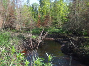 Beaver pond site.