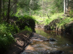 Previous beaver dam location - 2011