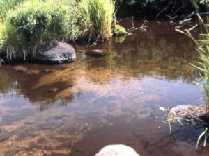 Example of poor spawning habitat