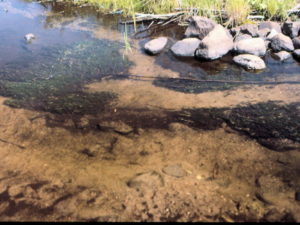 Another example of poor spawning habitat