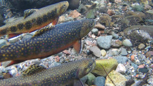 Brook trout over spawning gravel