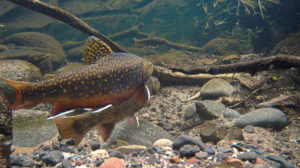 Brook trout on a redd