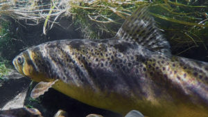 Resident brown trout ready to spawn