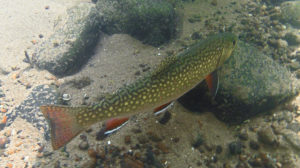 Brook trout under habitat log