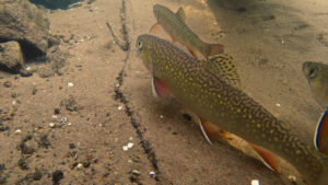 Brook trout under habitat log