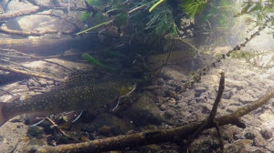 Brook trout under cover