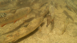 Schooling brook trout and brown trout