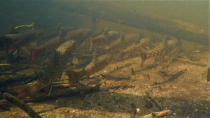 Schooling brook trout