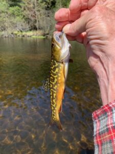 Rare brook trout-brown trout hybrid