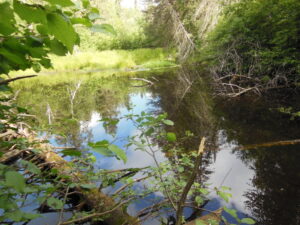 Pond behind the dam